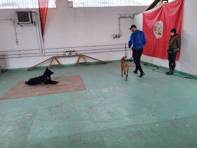 Výcvik psov - 5