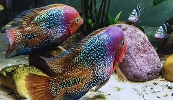 arapaima gigas+mix - 5