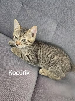 Mačiatka na adopciu - 5