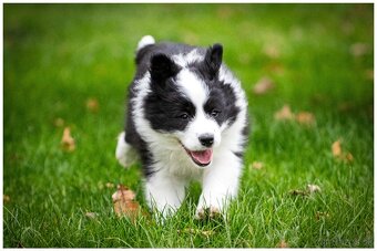 Border Collie Border Kolia s PP FCI - 5