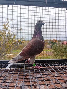 Poštové holuby - 5