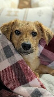 Zvieratá nie sú vianočné darčeky. Sú záväzkom na celý život. - 5