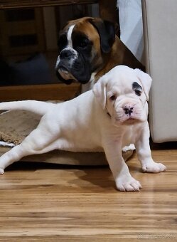 Nemecky boxer s pp - biely psík - 5