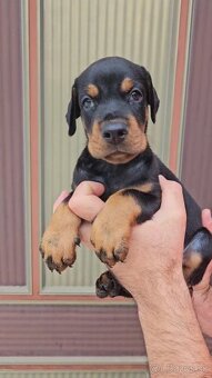 KUPIROVANÉ ŠTENIATKA DOBERMANA S PP FCI - 5