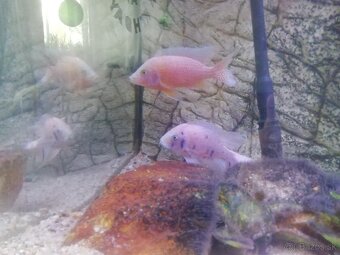 Africké cichlidy - 5