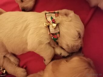 Zlatý retriever - 5