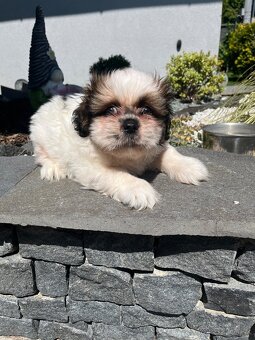 shi-tzu - 5