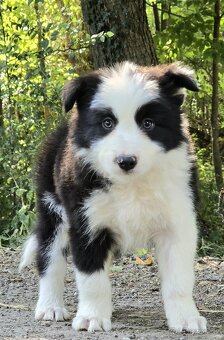 Border Collie, kolia - 5