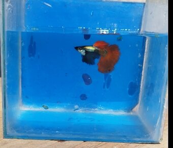 Gupky Platinum Red Mosaic - 5