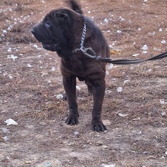 Šarpej,sharpei,shar pei,sarpej - 5