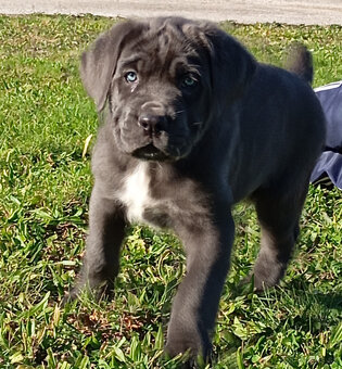 Cane Corso - 5