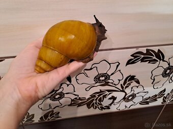 AFRICKÉ SLIMÁKY ARCHACHATINA MARGINATA OVUM NIGERIA ALBINO - 5