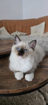 Ragdoll mačiatka s PP - 5