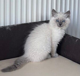 Ragdoll mačiatka s PP - 5