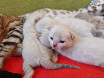Bengálske mačiatka - 5