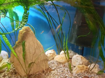 krásne zabehnuté 130 litrové akvárium - 5