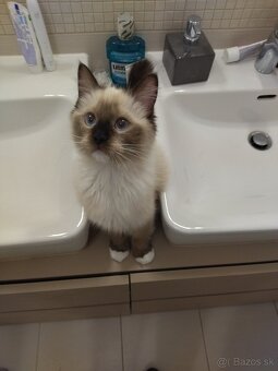Ragdoll bez PP - 5