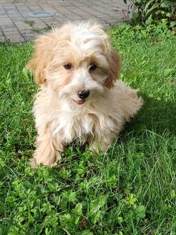 Maltipoo - 5