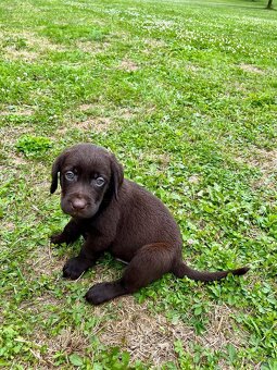 Labradorský retriever čokoláda - štěňátka s Průkazem Původu - 5