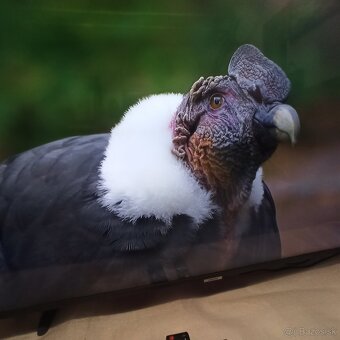 Samsung smart 4K led lcd tv 49(123) - 5