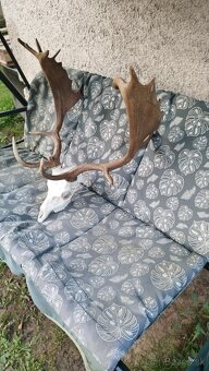 Predám trofej strieborný Daniel.  Parožie zhody trofeje. - 5