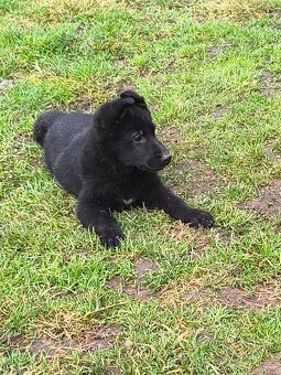 Nemecky ovčiak šteniatka - 5