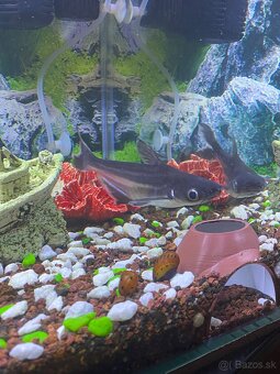 Sumček žraločí - 5