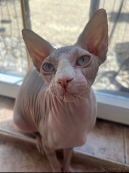 Mačička sphynx - 5