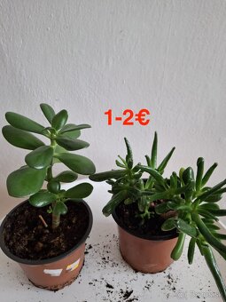 Mix izbových rastlín: Tučnolist, Prýštec, Euphorbia - 5