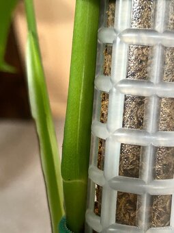 Monstera (revert) albo variegata - 5