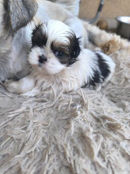 Predám šteniatka Shi-tzu ši-cu šicu shihtzu - 5