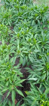 Paprika bio,paradajky bio,baranie rohy,Alma paprika - 5