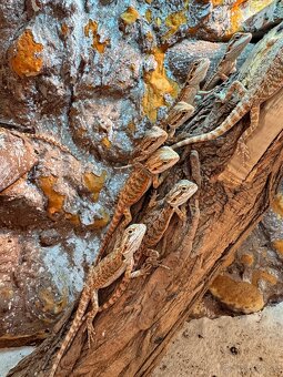 Agamy bradate (Pogona vitticeps) Mláďatá - 5