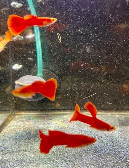 gupky (čisté formy) - 5