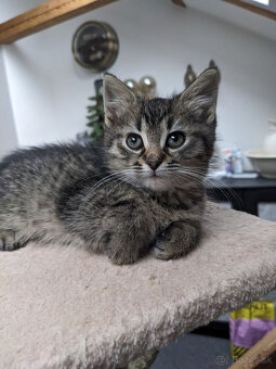 maly tigrik Imro - 5