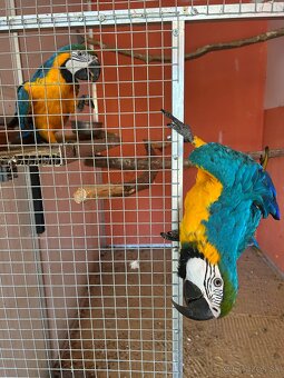 Ara ararauna 0,1 - 5