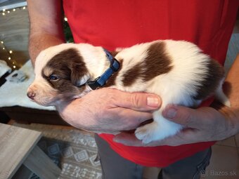 Border kólia - hnedobiele šteniatka - 5