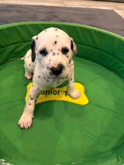 DALMATIN šteniatká - 5