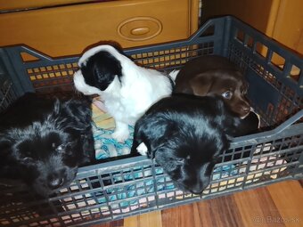 Darujem krásne šteniatka - 5