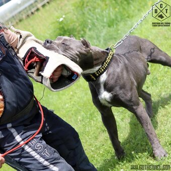 Cane corso s PP - 5