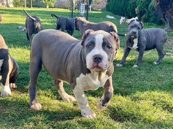 American Bully s PP - 5
