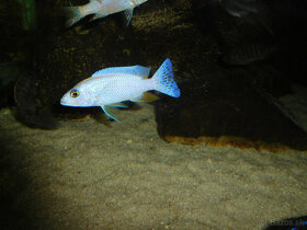 SCIAENOCHROMIS FRYERI SNOW WHITE - 5