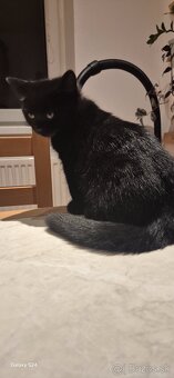 Britské mačiatka - 5