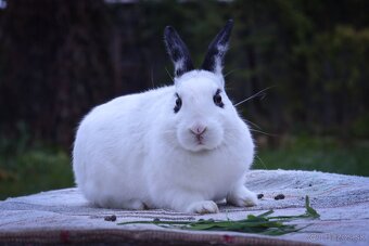 Zakrslé králiky - 5