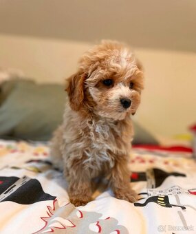 Pudel+ Maltese= Maltipoo girl - 5