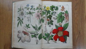 Predám st.kniha v nemčine-História rastlinnej ríše-atlas - 5