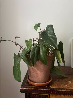 Kvetináč ZARA HOME + Philodendron - 5