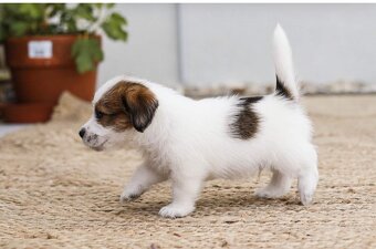 Jack russel teriér s PP - 5