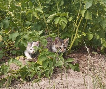 🐾 Darujem krásne mačiatka do dobrých rúk (2 mesačné) 🐾 - 5