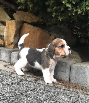 Bígel Beagle Bigl s PP FCI - 5